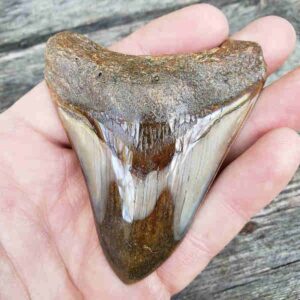 Polished Megalodon Shark Tooth #28