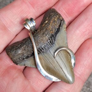 Megalodon Shark Tooth