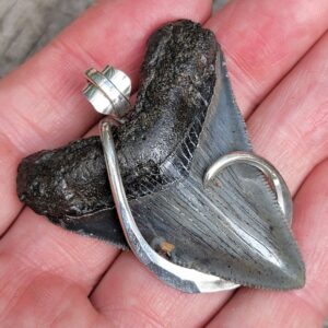 Megalodon Shark Tooth