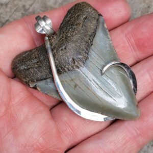 Megalodon Shark Tooth