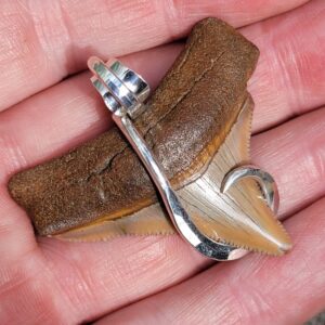 Megalodon Shark Tooth