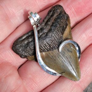 Megalodon Shark Tooth
