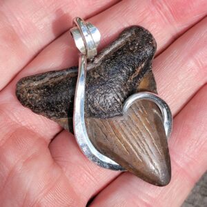 Megalodon Shark Tooth
