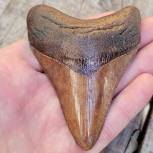 Collector Grade Megalodon Teeth