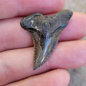 Fossil Hemipristis Teeth
