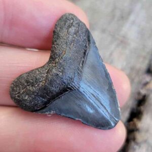 Authentic 1-inch Megalodon tooth fossil, triangular shape with natural coloration