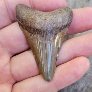 2" Megalodon Teeth