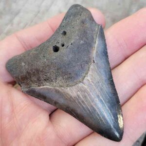 Megalodon Shark Tooth