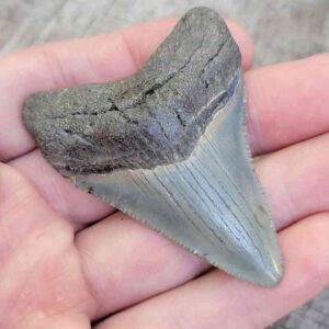 Megalodon Shark Tooth