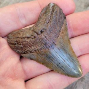 Megalodon Shark Tooth