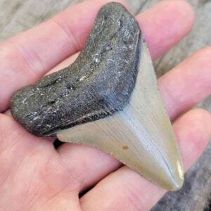 Megalodon Shark Tooth