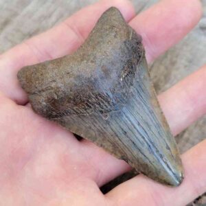 Megalodon Shark Tooth