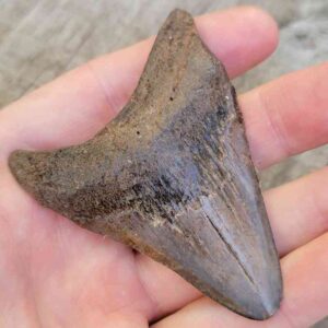 Megalodon Shark Tooth