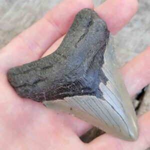 Megalodon Shark Tooth