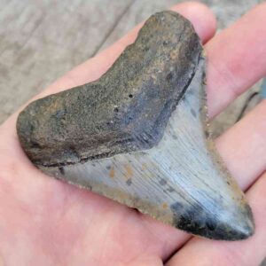 Megalodon Shark Tooth