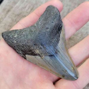 Megalodon Shark Tooth