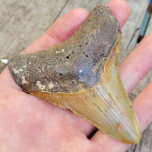 Megalodon Shark Tooth