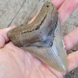 Megalodon Shark Tooth
