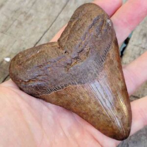 Megalodon Shark Tooth