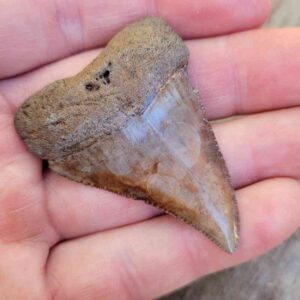 Fossil Great White Tooth