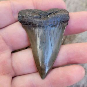 Fossil Mako Tooth