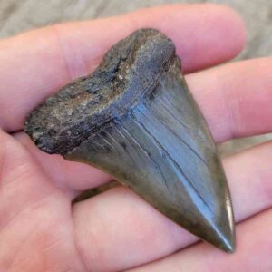 Fossil Mako Tooth