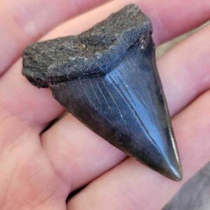 Fossil Mako Tooth