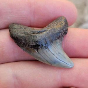 Fossil Thresher Teeth