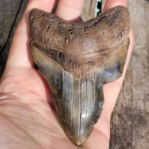 Deformed/Pathologic Megalodon Teeth
