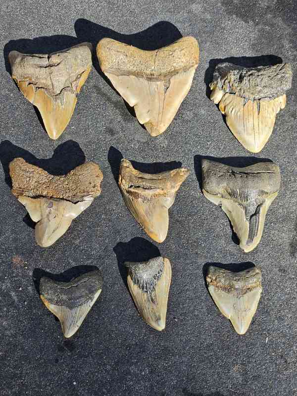 Deformed Megalodon Teeth