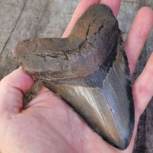 Megalodon Shark Tooth
