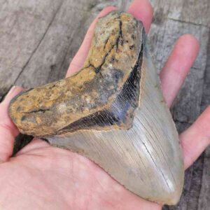 Megalodon Shark Tooth