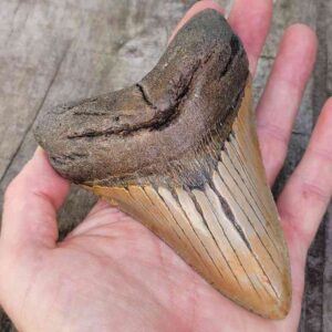 Megalodon Shark Tooth