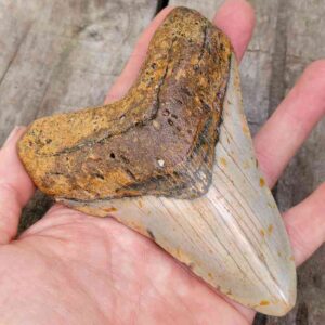 Megalodon Shark Tooth