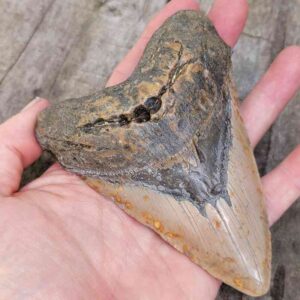 Megalodon Shark Tooth