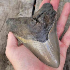 Megalodon Shark Tooth