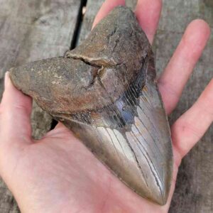 Megalodon Shark Tooth