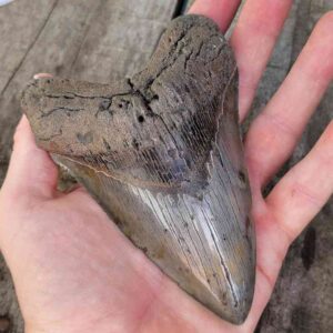 Megalodon Shark Tooth
