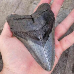 Megalodon Shark Tooth