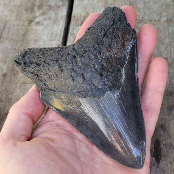 Megalodon Shark Tooth
