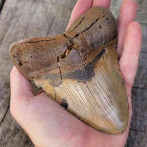 Megalodon Shark Tooth