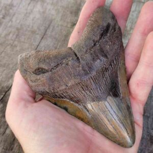 Megalodon Shark Tooth