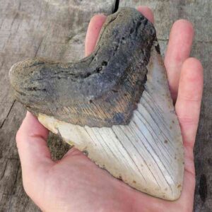 Megalodon Shark Tooth