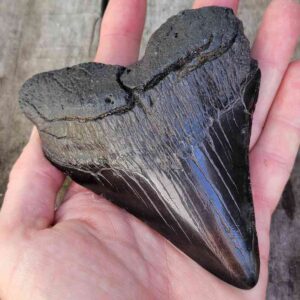 Megalodon Shark Tooth