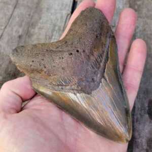 Megalodon Shark Tooth