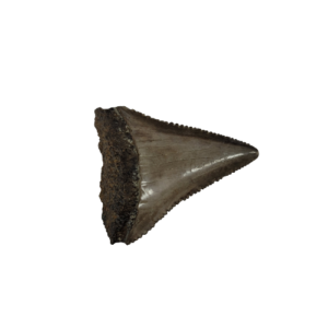 Fossil Great White Tooth