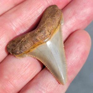 Angustiden Shark Tooth