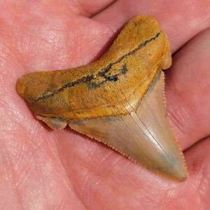 Angustiden Shark Tooth