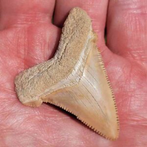 Angustiden Shark Tooth