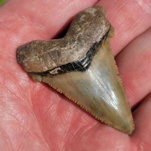 Angustiden Shark Tooth